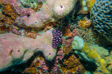 コイボウミウシ フィリピン