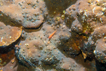 キャンディーケインドワーフゴビー
Candycane pygmy goby