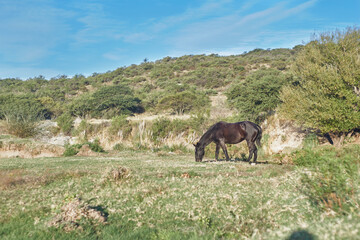 Fototapeta na wymiar caballo pastando al pie de montana baja .