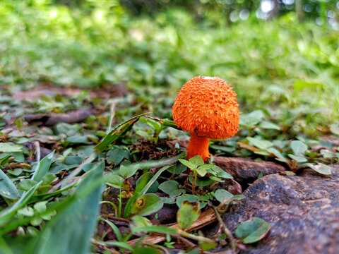 Selective focus background blour selective focus on subject pin on fungi mushroom