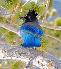  steller's jay at emerald lake  in    rocky mountain national park, colorado  