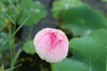 한국에핀연꽃입니다