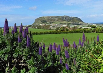 purple echium flowers and   the volcanic nut on a sunny day in stanley, in northern tasmania,...