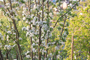 Apple tree in beautiful white-pink bloom, Selective focus