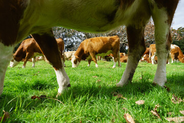 Cattle grazing in typical agricultural image