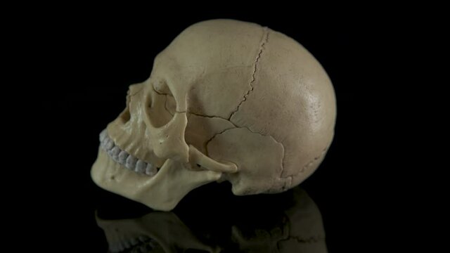 Model of human skull. A model of human head bones on the black background.