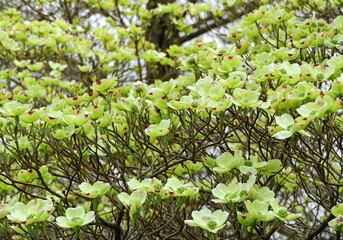 close up of beautiful flowering yellowish dogwood flowers  in spring in  bellefontaine cemetery  in north st. louis, missouri