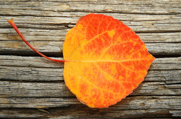 Closeup of  a Solitary Golden red aspen leaf on a log in fall in a New Mexican forest on Sandia...
