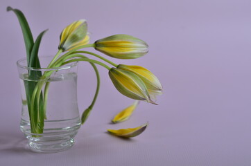 Yellow tulips in a transparent glass stack.