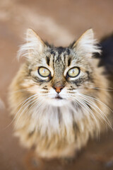 Fototapeta premium portrait of a cat