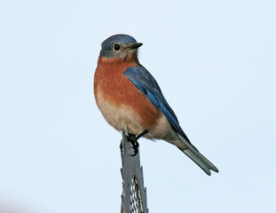 Eastern Bluebird