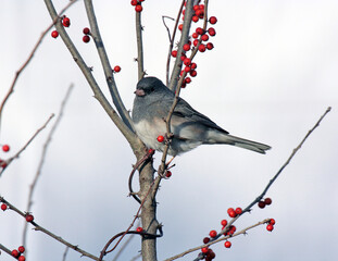 Dark-eyed Junco