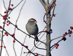 Chipping Sparrow