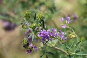 Clover In Bloom, Pylypow Wetlands, Edmonton, Alberta