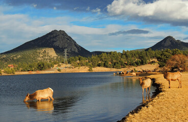  cow elks  in lake estes with a mountain backdrop in  estes park, colorado     