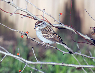 Fototapeta premium Chipping Sparrow