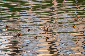 A family of ducks, a duck and its little ducklings are swimming in the water. The duck takes care of its newborn ducklings. Mallard, lat. Anas platyrhynchos