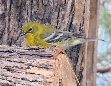 Pine Warbler