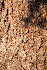 Bark of pine tree. The texture of spruce bark.