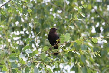 Bird Resting In The Tree, Pylypow Wetlands, Edmonton, Alberta