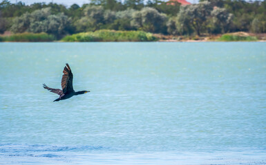Fototapeta premium Black Cormorant flying over the sea. The great cormorant, Phalacrocorax carbo