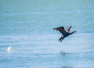 Black Cormorant flying over the sea. The great cormorant, Phalacrocorax carbo