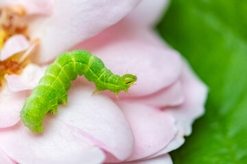 A green caterpillar on rose petals, colorful insect in the garden
