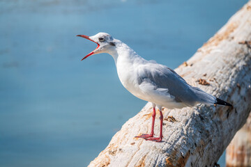 One seagull sits on a old sea pier. The European herring gull