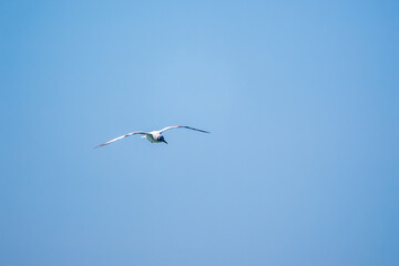 Sea gull in the clear blue sky.