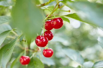 Beautiful, appetizing cherry berries on tree branches. Growing ecologically clean berries. Gardening.