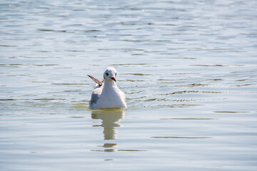 Seagull, The European herring gull, swims in the sea