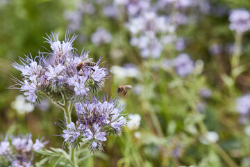 Bees collect honey from the flowers of the phacelia of a summer, sunny day. Honey production....