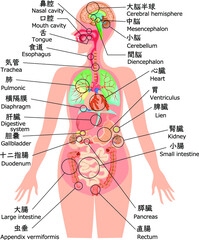 Obraz premium 人体構造イラスト