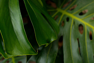 Backgrounds and textures. Macro photograph of perforated green leaves. Monstera deliciosa plant. Indoor.