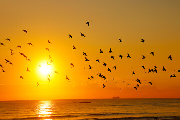 Silhouette of a flock of pigeons with a sunrise over the ocean