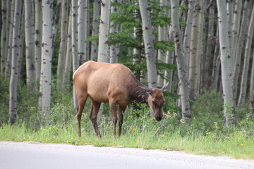 Fototapeta premium Elk By The Road, Jasper National Park, Alberta