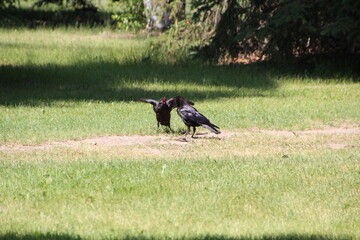 Crows On The Ground, Gold Bar Park, Edmonton, Alberta