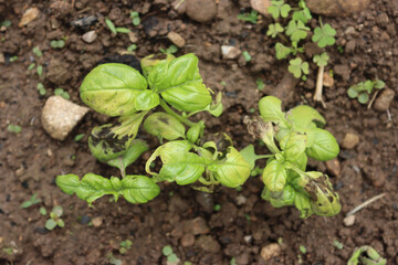 Basil plant growing in the vegetable garden with yellow and dry spots on leaves. Basil with disease. Ocimum basilicum