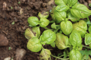 Basil plant growing in the vegetable garden with yellow and dry spots on leaves. Basil with...