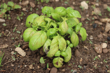 Basil plant growing in the vegetable garden with yellow and dry spots on leaves. Basil with disease. Ocimum basilicum