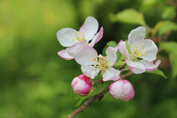 Fototapeta na wymiar Pink and white apple flowers and blossom on branch on springtime. Malus domestica in the orchard