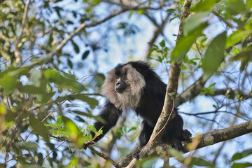 Lion tailed macaque in a tree