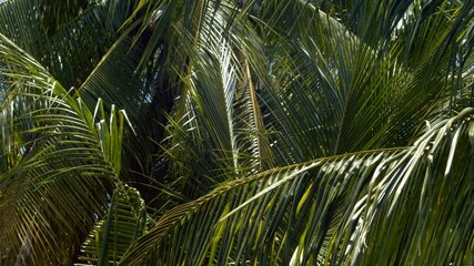 Close up isolated view of coconut palms blowing in the tropical breeze