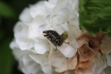 Oxythyrea funesta insect on a white Snowball viburnum flower . Black and white Chafer beetle in the  garden 