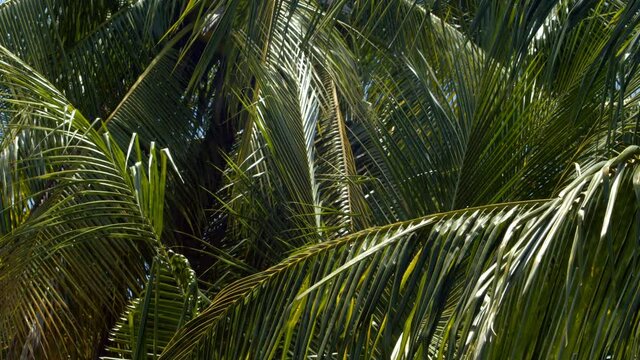 Close up isolated view of coconut palms blowing in the tropical breeze