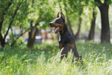 A happy doberman is sitting in the tall green grass. Walking the dog in the park. Pet care. Blurred background