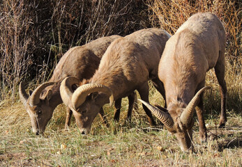 Trio of  rocky mountain  bighorn sheep Rams grazing   in waterton canyon.  In Littleton, colorado  ...