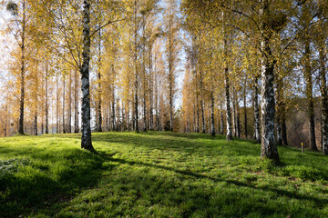 Fototapeta premium autumn in the park