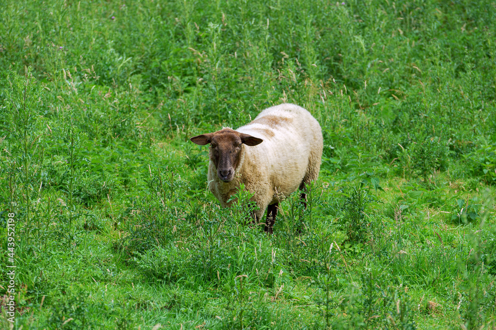 Wall mural sheep in the grass