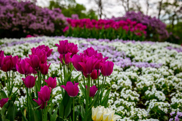Obraz na płótnie Canvas purple tulips from the royal garden